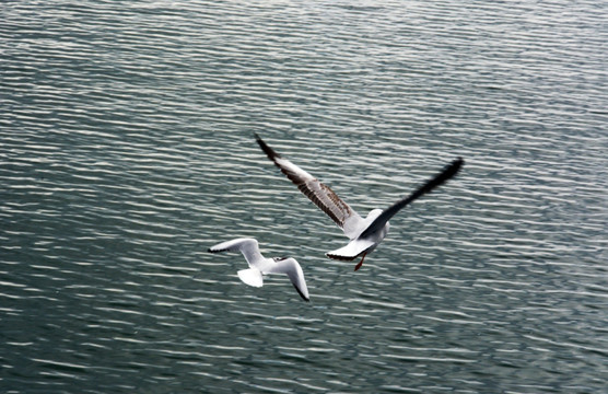 海鸥 湖水 水纹