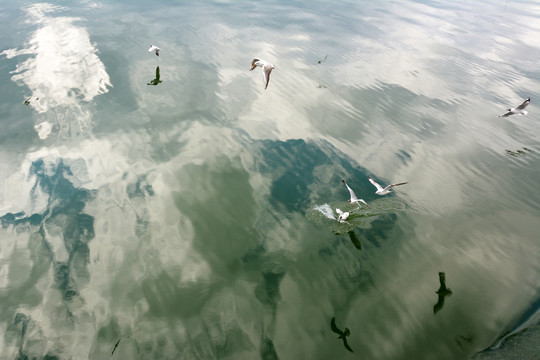 海鸥戏水 湖水清澈 湖中倒影