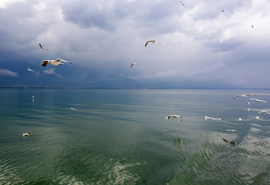 洱海 天空 海鸥 飞翔