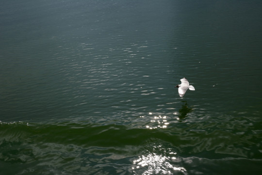 一只海鸥 洱海