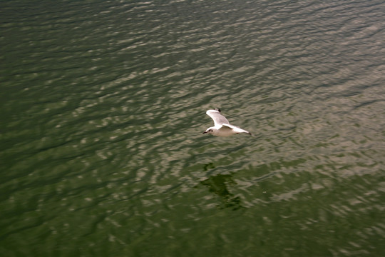一只海鸥 洱海湖面