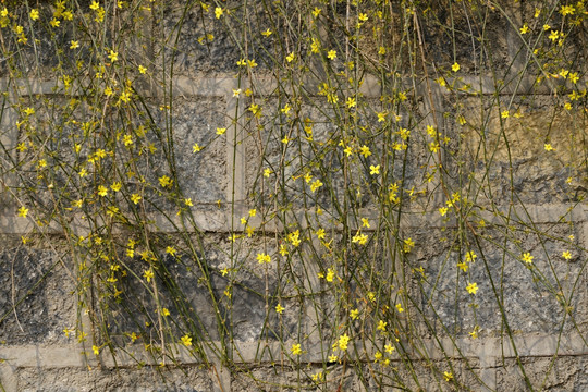 迎春花植物墙