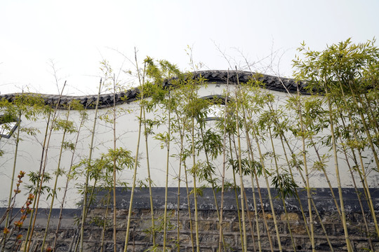 中式围墙绿竹