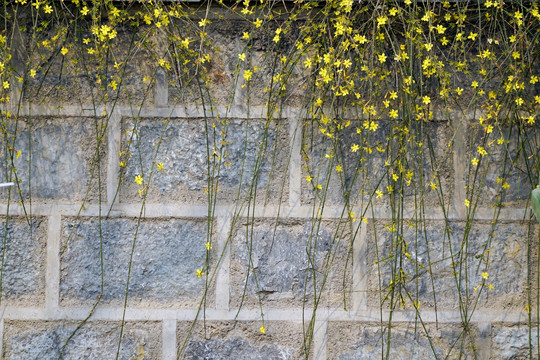 迎春花植物墙 石墙