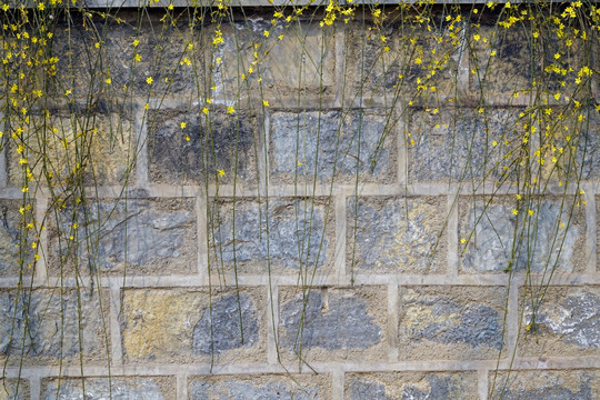 迎春花植物墙 石墙