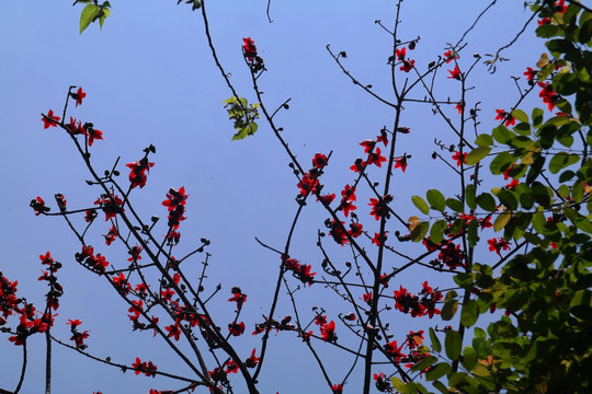 木棉花