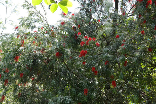 叠翠苑小区红色花的树