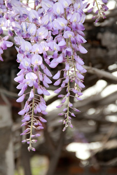 紫藤花开紫藤花特写