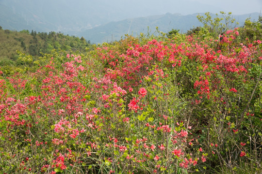 杜鹃花开