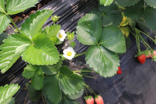草莓种植