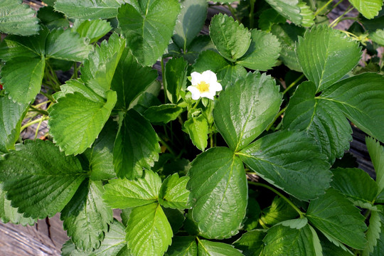 草莓花