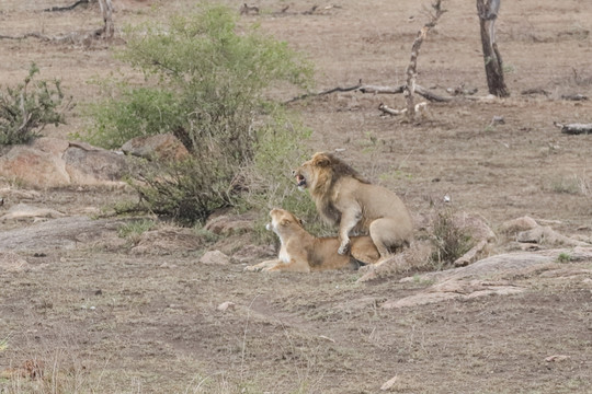 狮子交配 非洲狮子 野生狮子