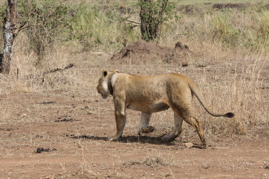 狮子 非洲狮子 野生狮子 非洲