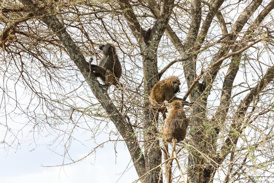 树上的狒狒 猴子