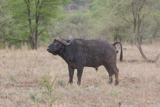 野牛 非洲野牛 野生动物