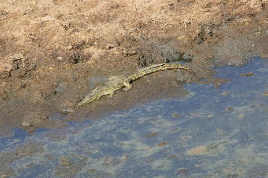 水塘里的鳄鱼 鳄鱼