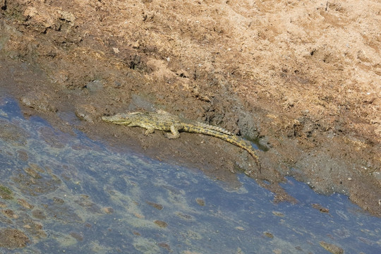 水塘里的鳄鱼 鳄鱼