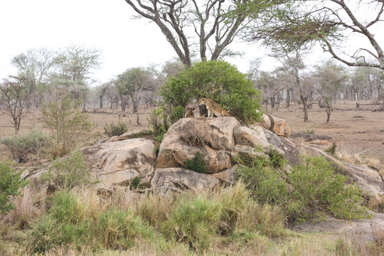 非洲狮子山 石块上的狮子 非洲