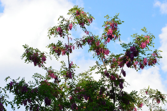紫槐花