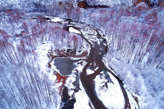 雪后河流红柳 航拍