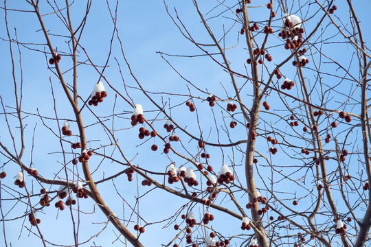 雪压枝条