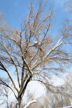 雪压枝条