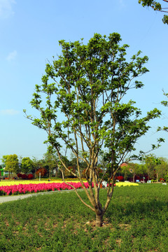 周浦花海绿树