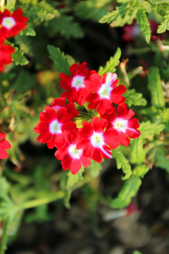 美女樱 红花 植物 花朵