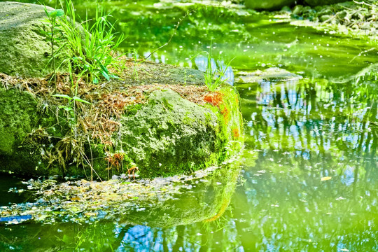 池塘小景