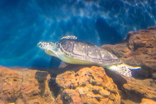 海底世界 海龟