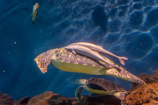 海底世界 海龟