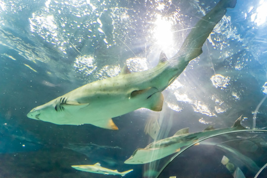 海洋公园海洋馆 海底世界大鲨鱼