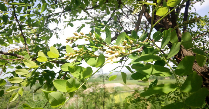 成长的槐花