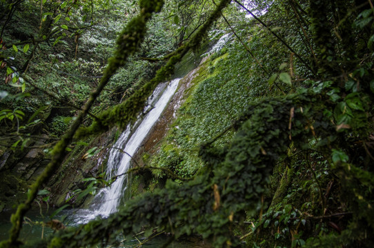 瓦屋山森林公园