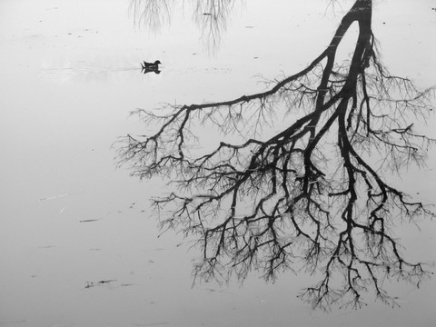 倒影在池塘里的树木剪影