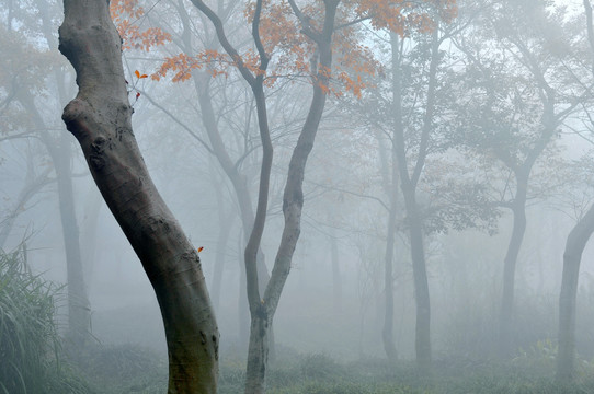 迷雾笼罩着树林