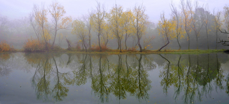 雾气中银杏树倒映着湖水