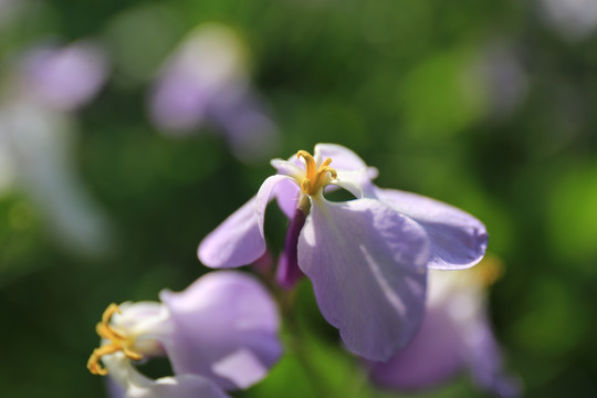 诸葛菜属紫花微距特写