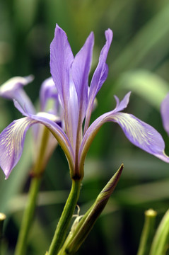 马兰花