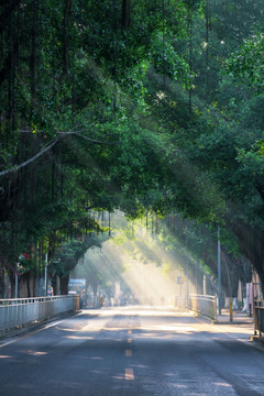 林荫道路 城市绿化