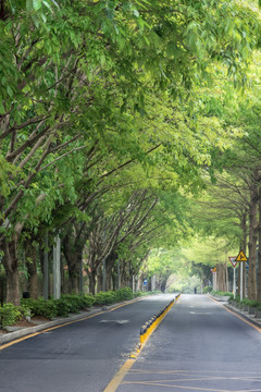 林荫道路 城市绿化