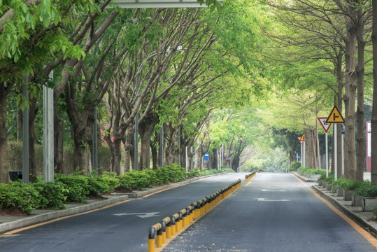 林荫道路 城市绿化