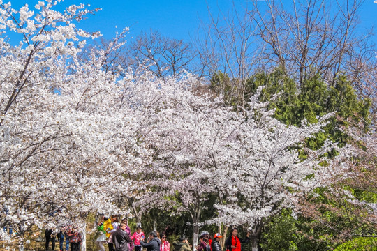 樱花