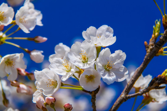 樱花