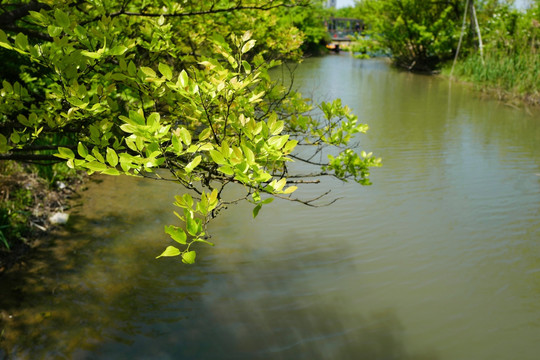 吴淞炮台湾湿地公园 炮台湾湿地