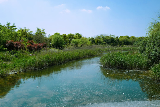 吴淞炮台湾湿地公园 炮台湾湿地