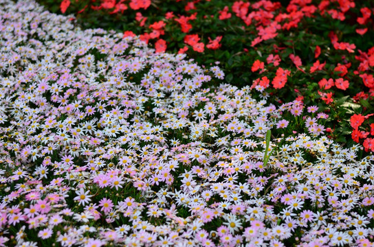 鲜花背景