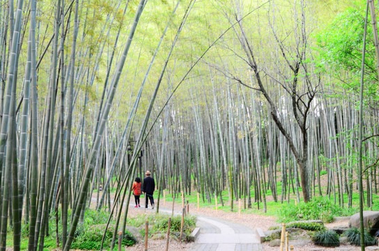 竹林小路