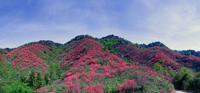 大幕山杜鹃花
