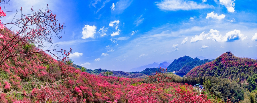大幕山杜鹃花